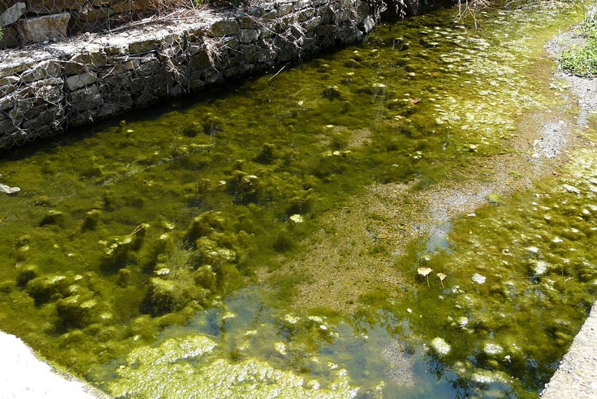 Rio Salivoli (Piombino) - rospi smeraldini in citt!